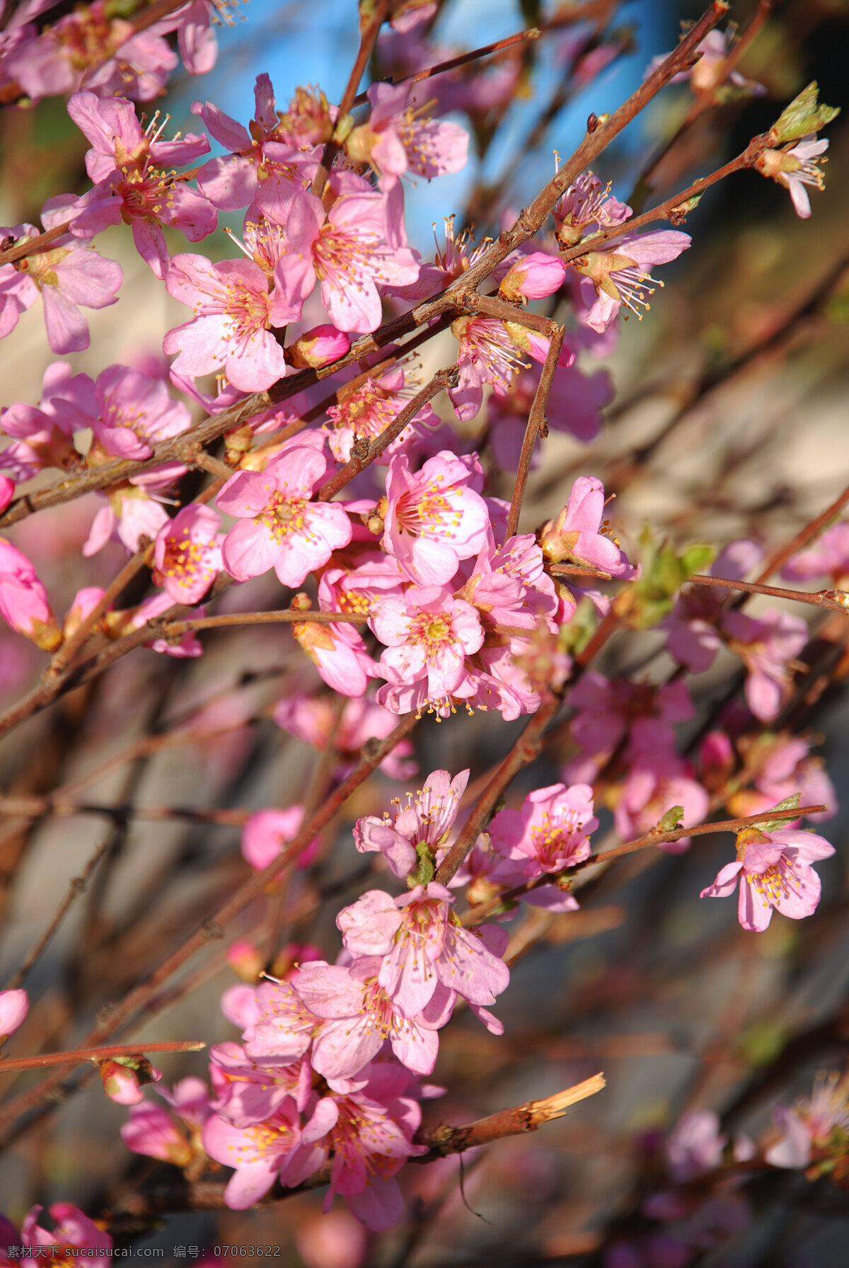 春天 花草 花朵 花卉 教育 生物世界 校园 学校 植物 实验楼 前 榆叶梅 根河市 中学 psd源文件