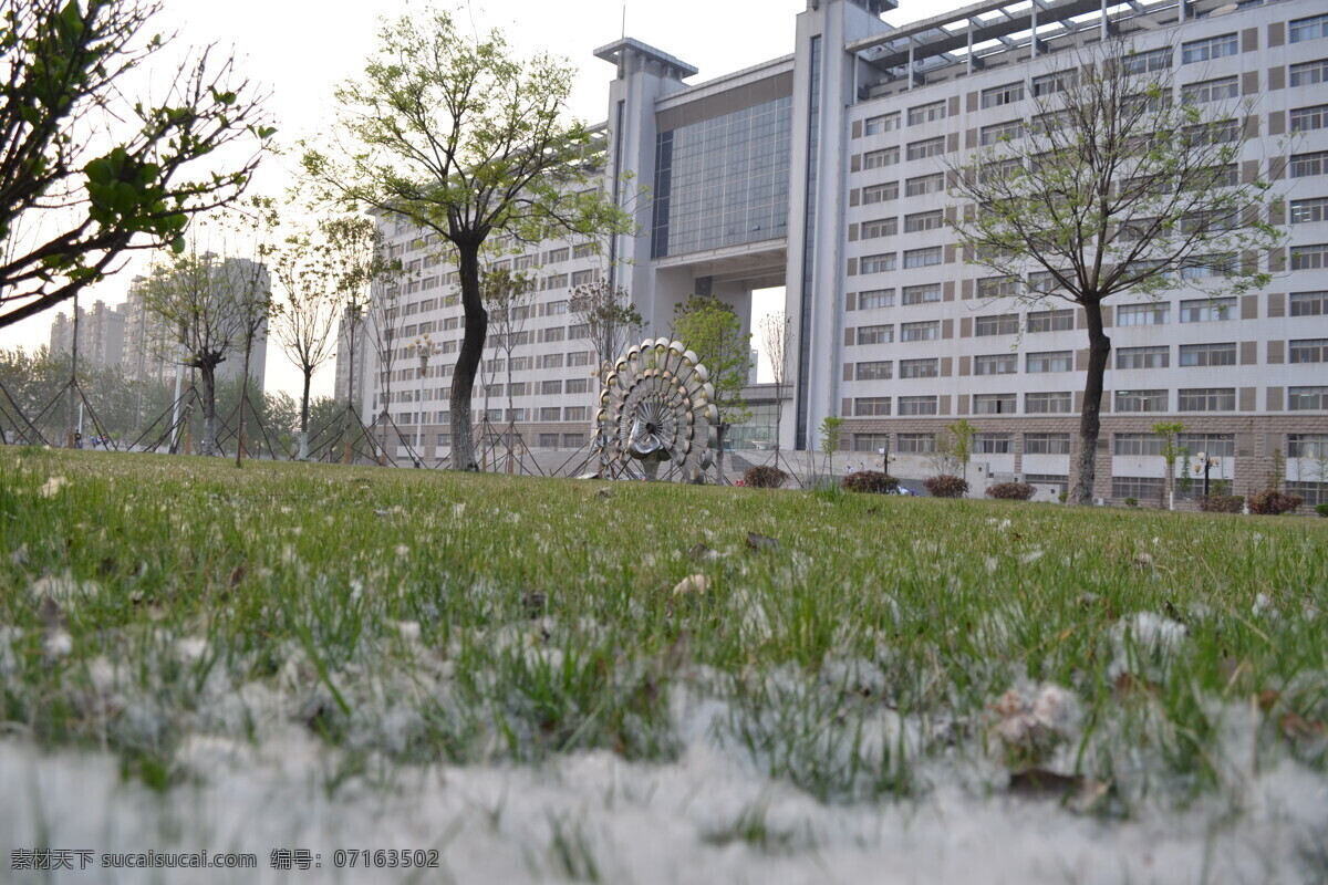 聊城大学 西校 春天 小草 柳絮 建筑园林 建筑摄影