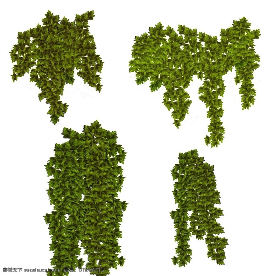 常春藤 分层 植物素材 蔓藤植物 蔓藤 藤蔓 绿色蔓藤 psd素材 集 源文件