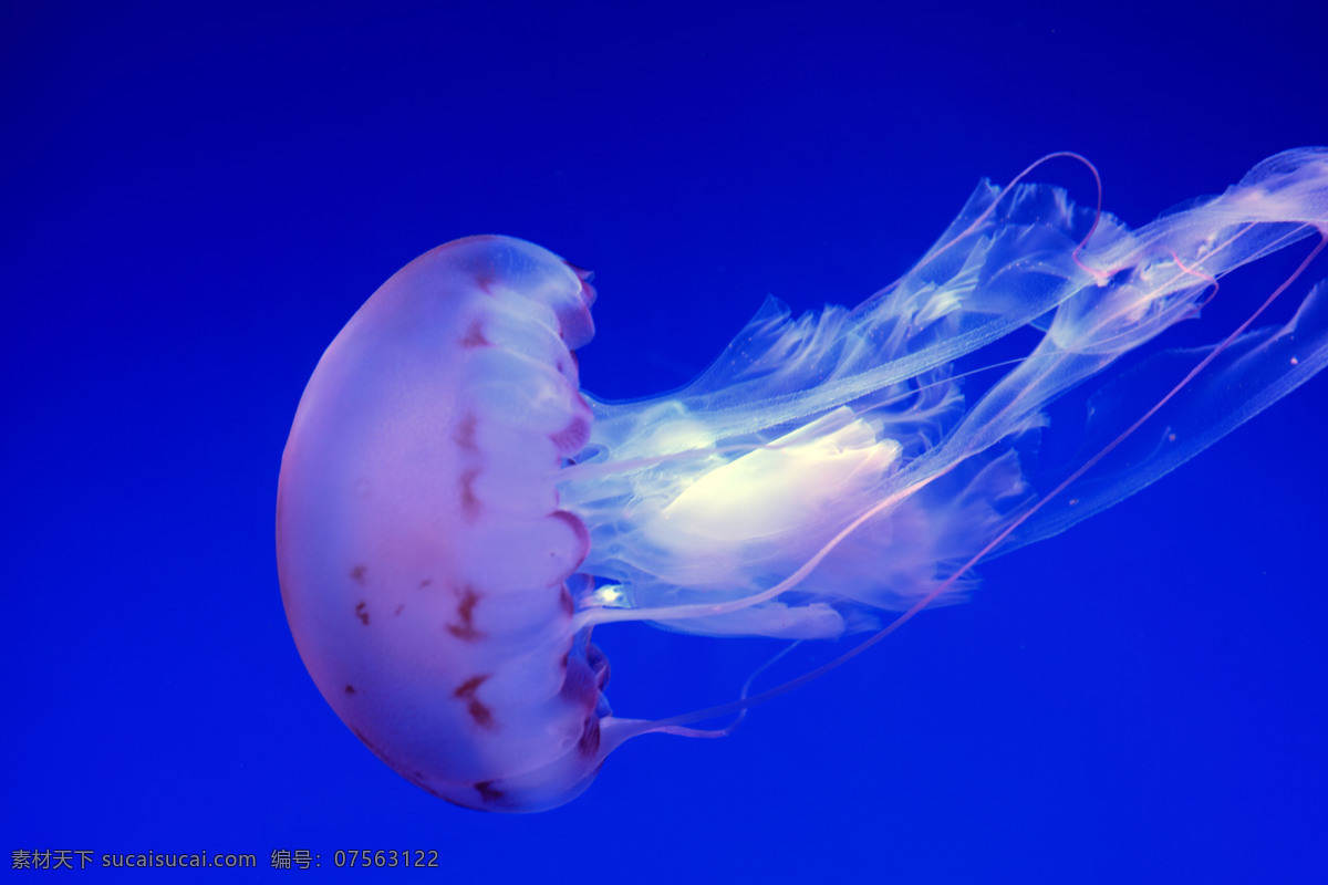 浮游生物 水母 刺胞动物 伞状体 触手 漂浮 透明 漂游 水生动物 海蜇 无脊椎 生物世界 海洋生物