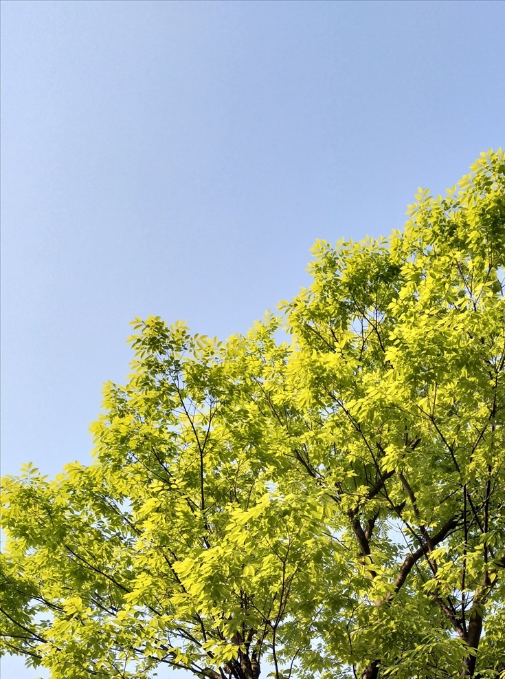 树木 树叶 树 绿叶 春天 摄像 生物世界 花草
