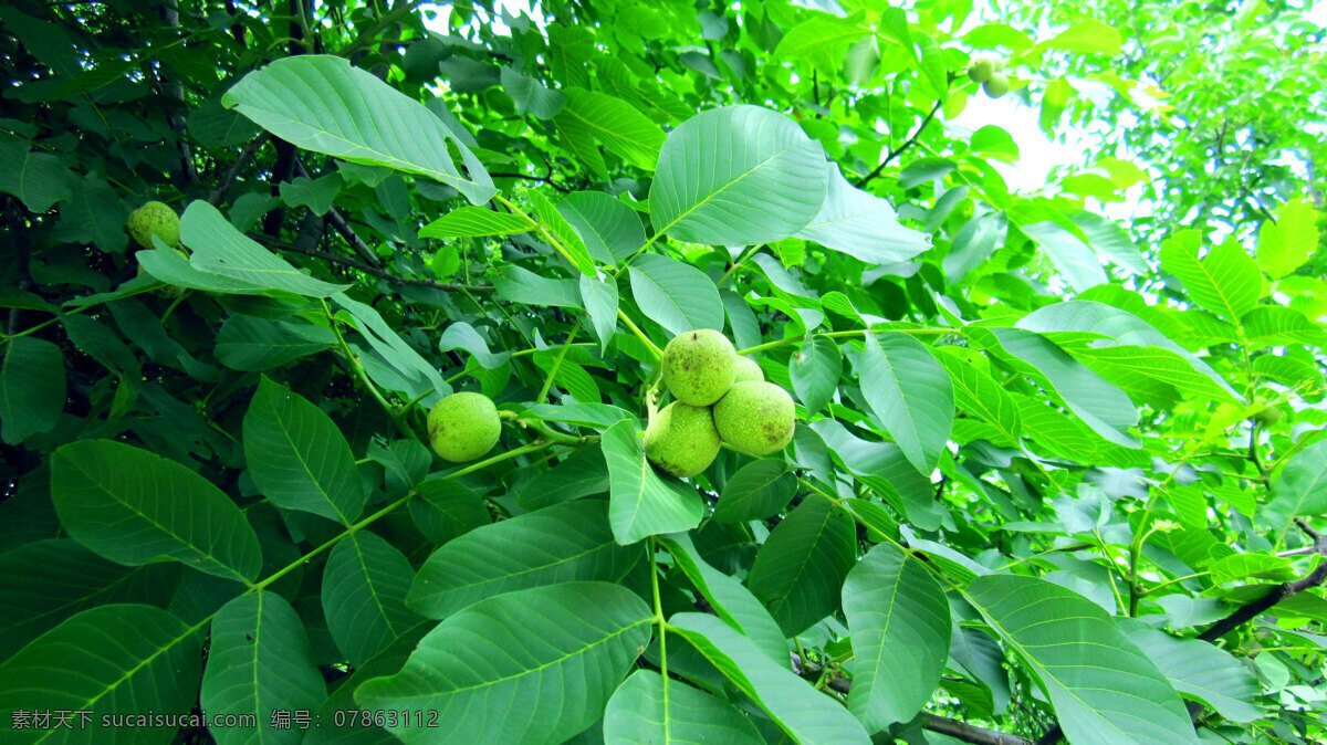 核桃树 核桃 树叶 绿色 植物 水果 生物世界 树木树叶