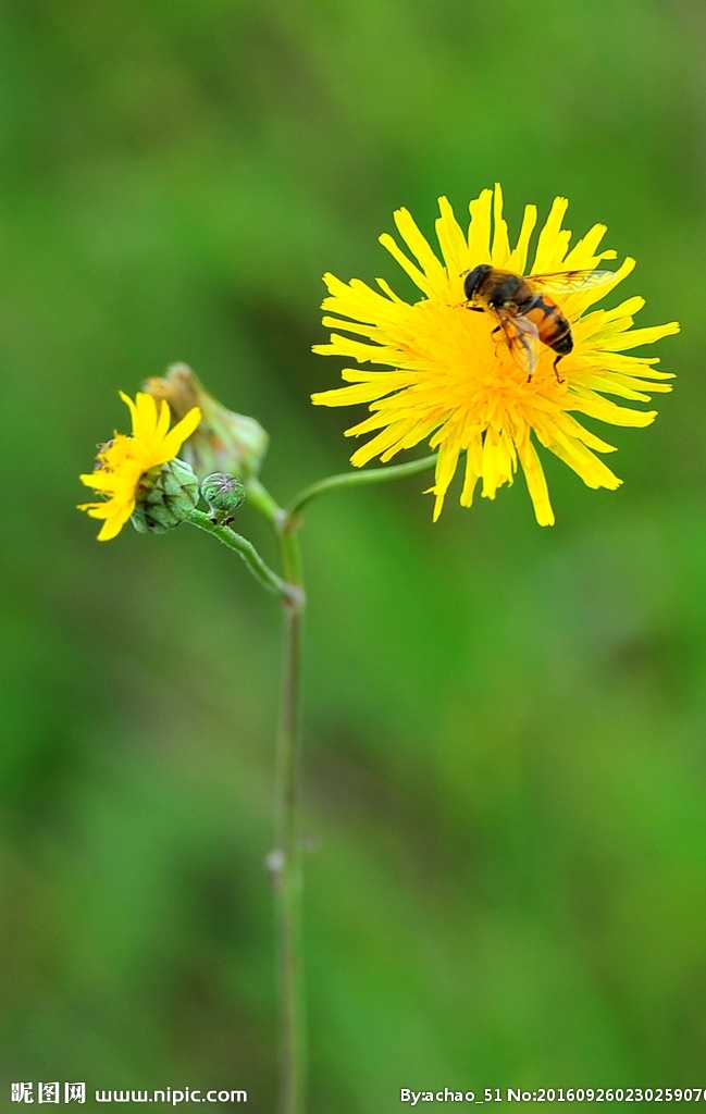 太阳花 小野花 黄花 野菊 黄菊 花草 生物世界