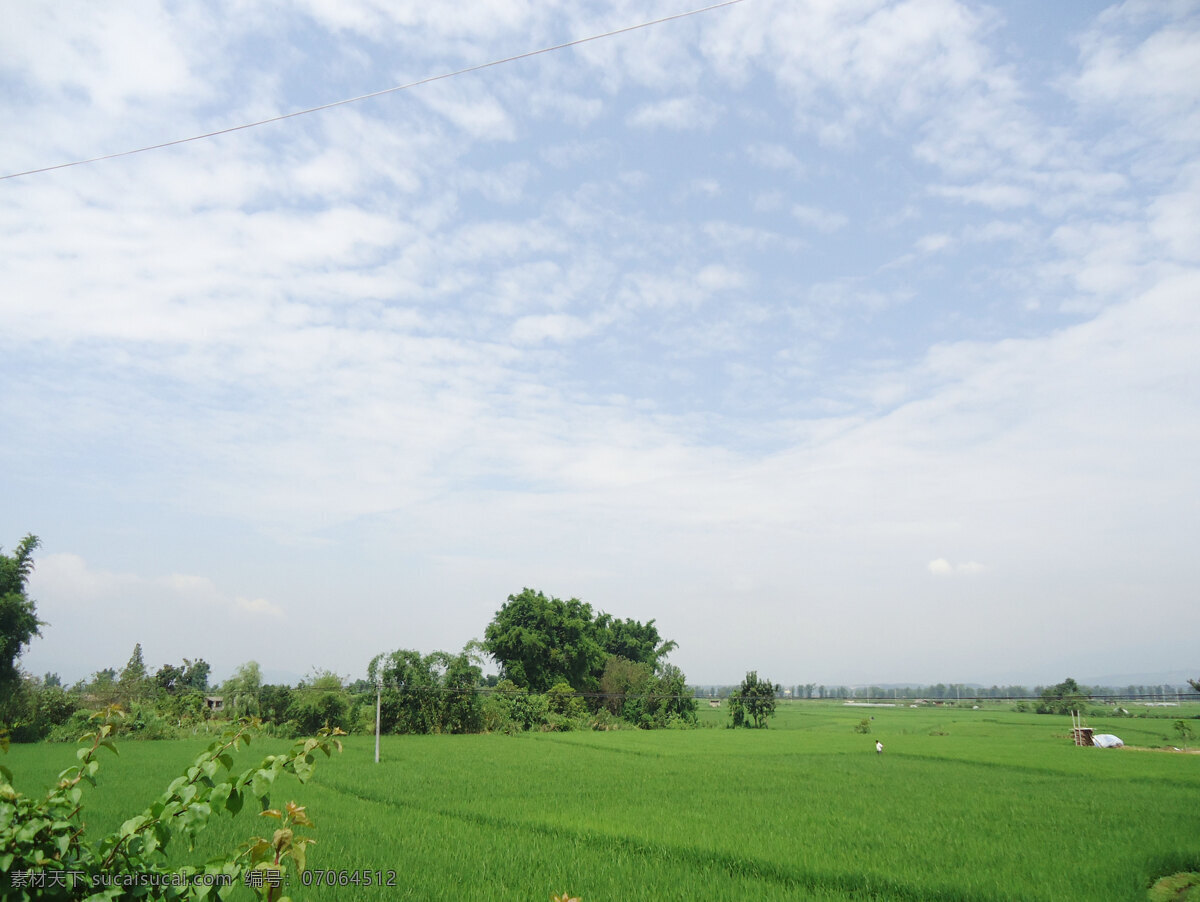 田间 水稻 自然风景 风景 绿色 农业 天空 田野 自然 生活 旅游餐饮