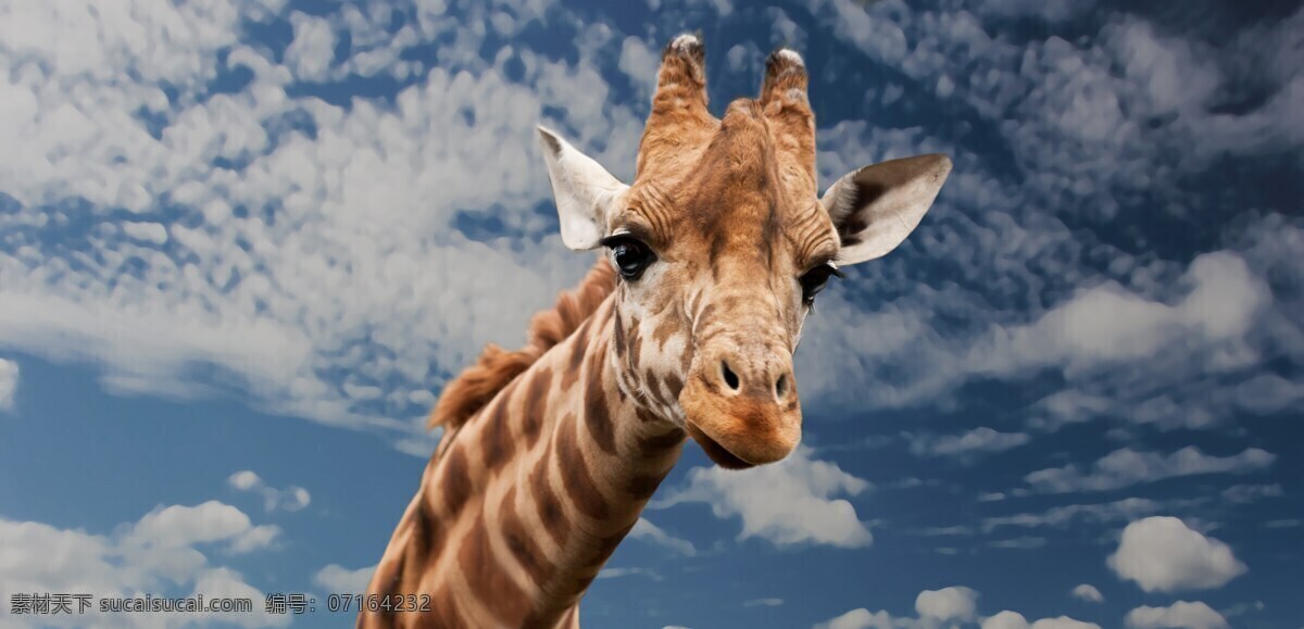 可爱 长颈鹿 高清 动物 动物园 野生动物 保护