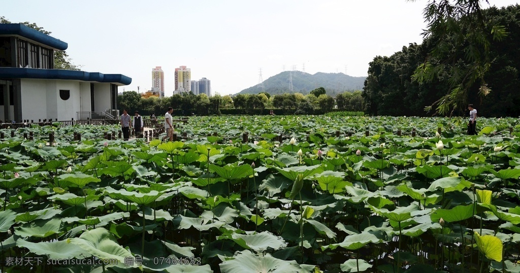 荷花节 洪湖公园 深圳洪湖 公园 亭子 荷叶亭 荷叶 摄影作品 自然景观 建筑景观 拍摄图 自然风景