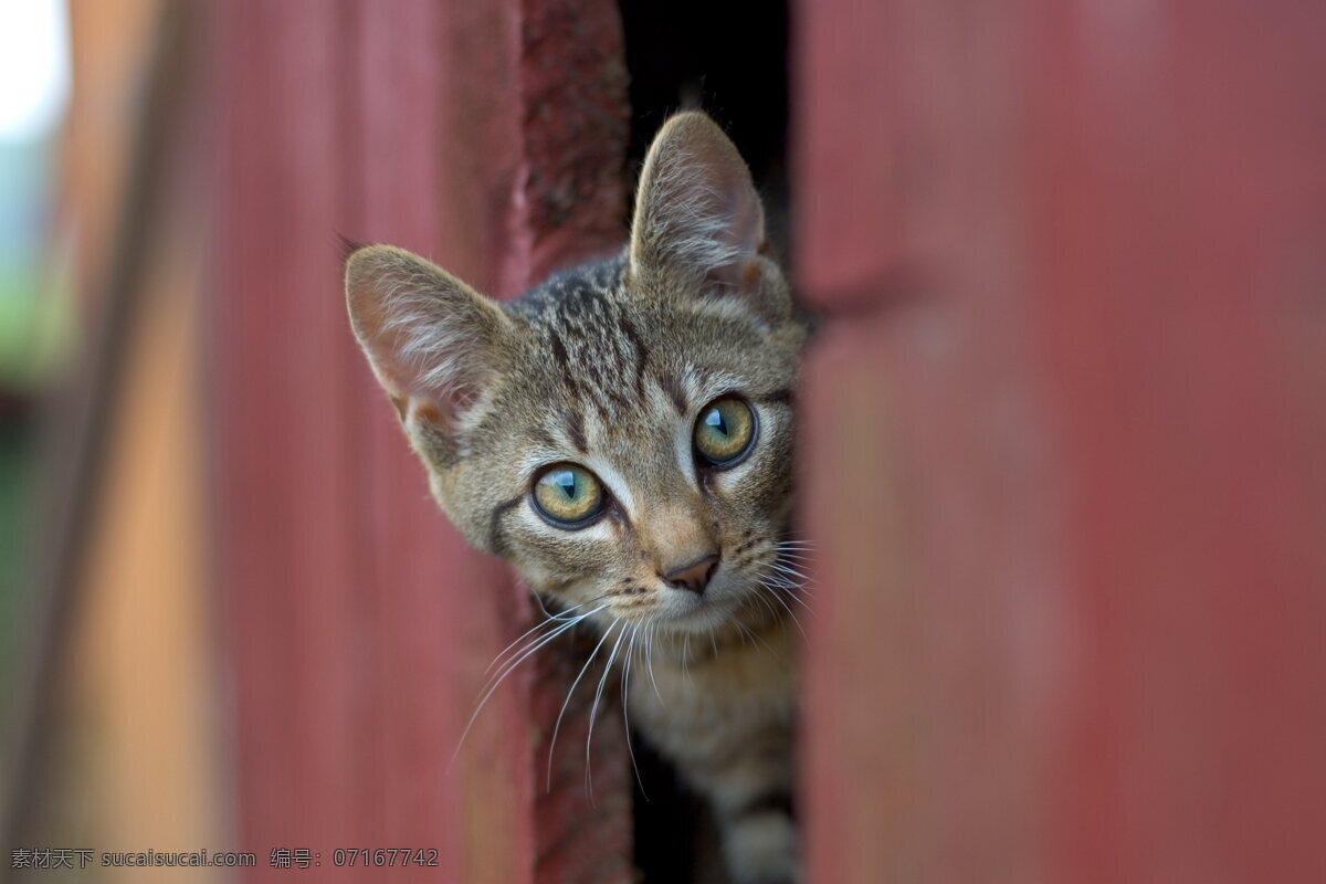 小猫 木门 门 猫咪 萌猫 小花猫 萌宠 宠物 花猫 门缝 探头 动物 生物世界 动物世界 家禽家畜