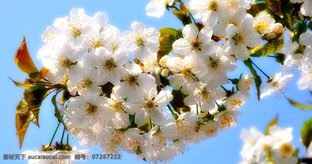 唯美梨花 唯美 植物 自然 花 鲜花 花朵 花卉 梨花 生物世界 花草