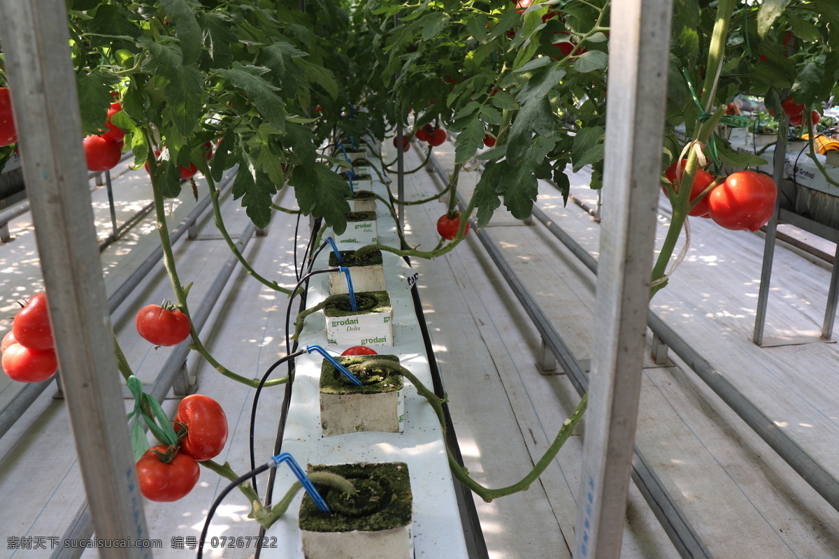 无图栽培 无土栽培 岩棉栽培 番茄 有机蔬菜 滴灌技术 现代科技 农业生产