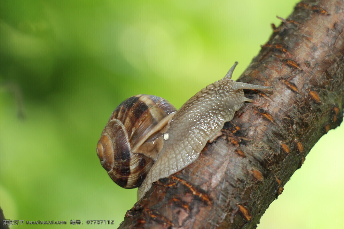 树 杆 上 蜗牛 蜗牛壳 蜗牛摄影 动物昆虫 动物摄影 陆地动物 生物世界 昆虫世界