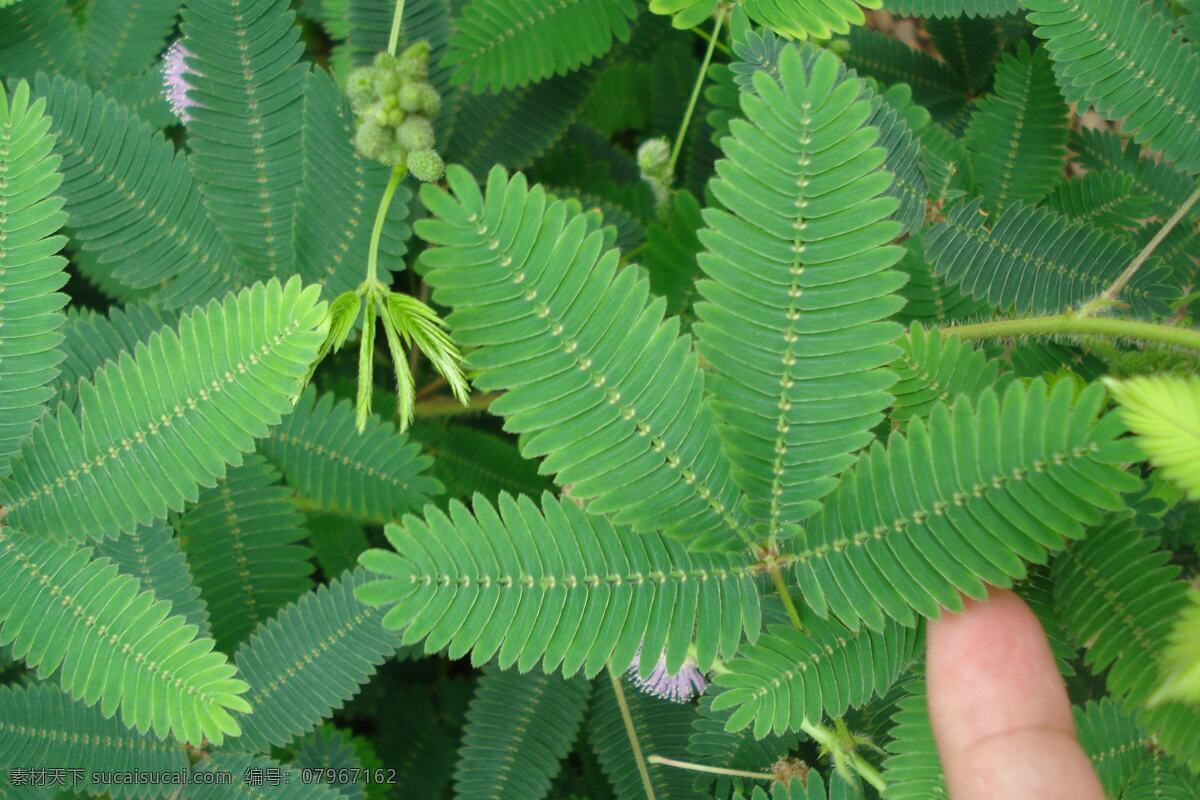 含羞草 温室 无土栽培 含羞草碱 植物 开花 自然景观 田园风光