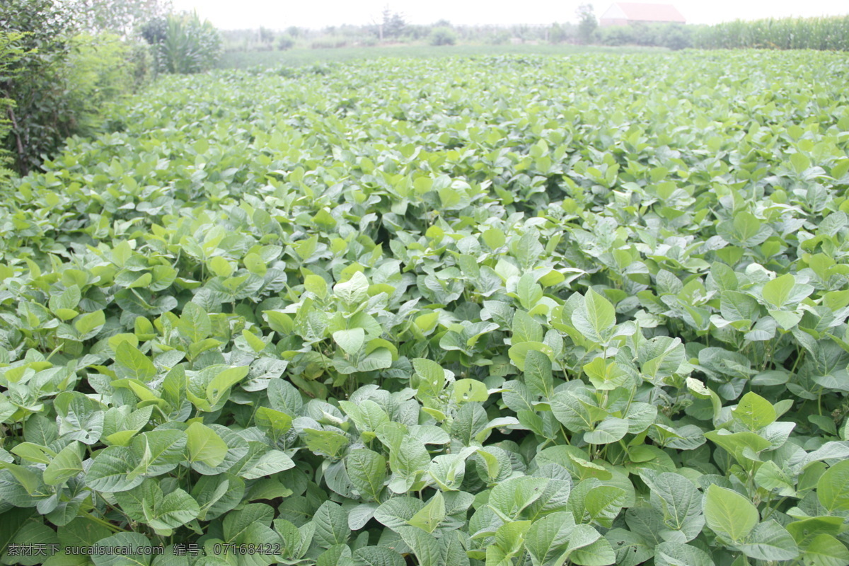 黄豆地 种黄豆 小黄豆 黄豆 豆浆 大黄豆 豆浆专用豆 生豆芽 豆芽豆 豆类 五谷杂粮 新豆子 豆芽 饭豆蔓 种豆子 豆叶 豆花 豆地 八宝粥 淘宝网站素材 自然景观 田园风光