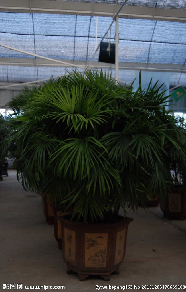 棕竹盆栽 花 花海 仙人掌科 绿色 绿植 花卉 园艺 盆景 组盆 盆栽 观叶植物 观赏植物 室内植物 植物 环保植物 环境 美化 年宵花 山水风景 自然景观 温州 协春园艺 生物世界 花草