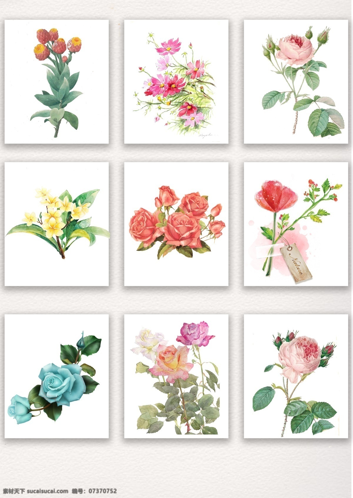 玫瑰 牡丹 花素材