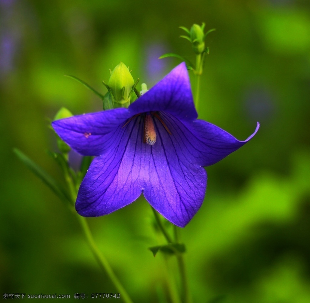 茑萝 沈阳 沈水湾公园 绿茎 花骨朵 紫花 花草 生物世界