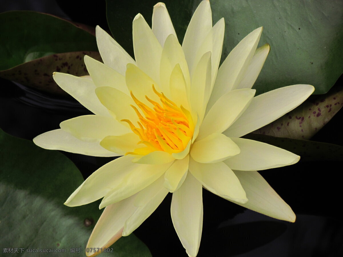 睡莲 莲花 莲叶 池塘 花蕊 白莲 特写 微距 荷花 黄色花蕊 花卉之荷花 花草 生物世界