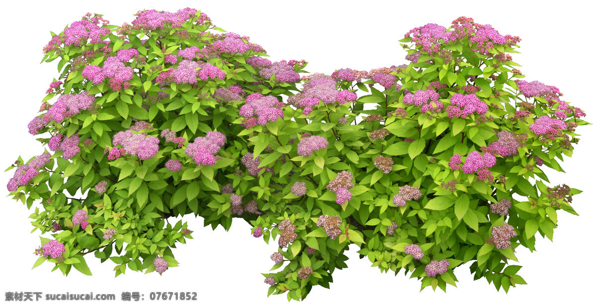 绣线菊 菊花 菊 园林 灌木 植物 园林建筑 建筑园林