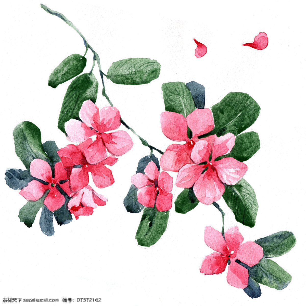 花水彩 粉紅 花 水彩 美術紙 插畫 文化艺术 绘画书法