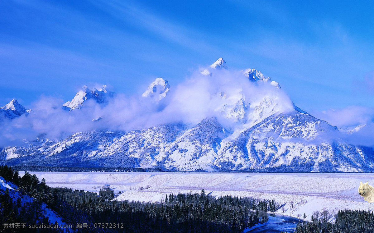 高山下的雪狼 蓝天 云雾 白雾 雪山 四处觅食的狼 高清壁纸 自然景观 自然风光