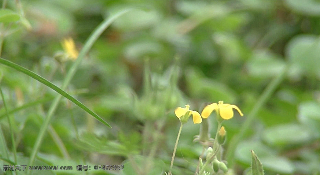 绿色 野花 花朵 花瓣 植物 绿叶 叶子 景深 虚化 虚实 生长 春天 春风 多媒体 实拍视频 动物植物 mov