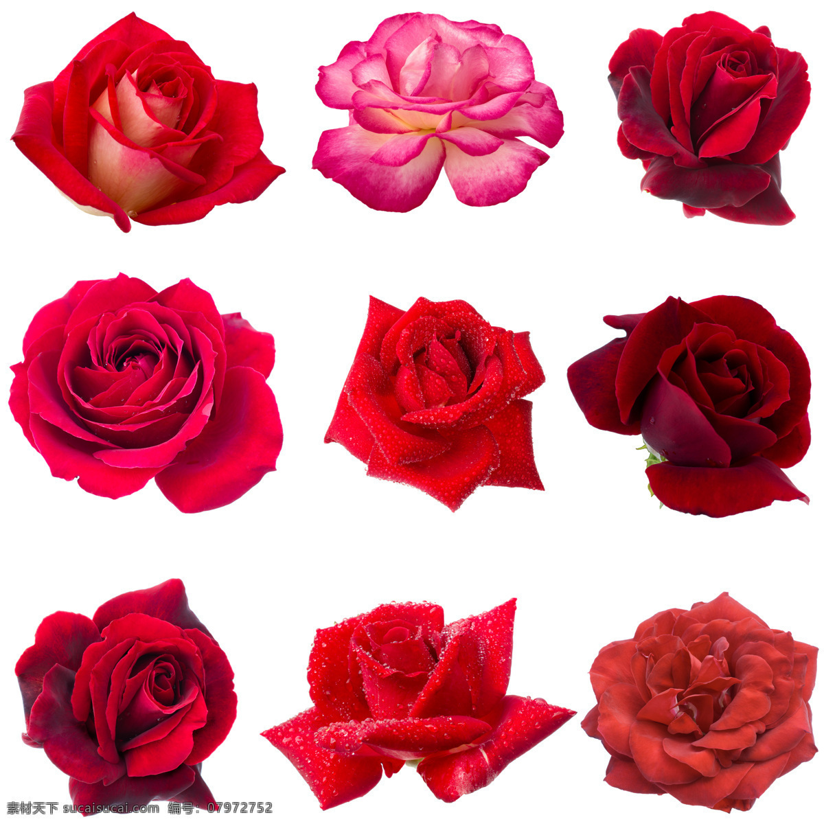 各种 品种 玫瑰花 情人节 植物花朵 美丽鲜花 漂亮花朵 花卉 鲜花摄影 花草树木 生物世界 白色