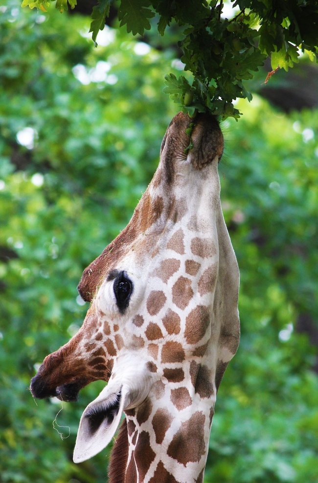 长颈鹿 麒麟鹿 长脖鹿 giraffe 野生动物