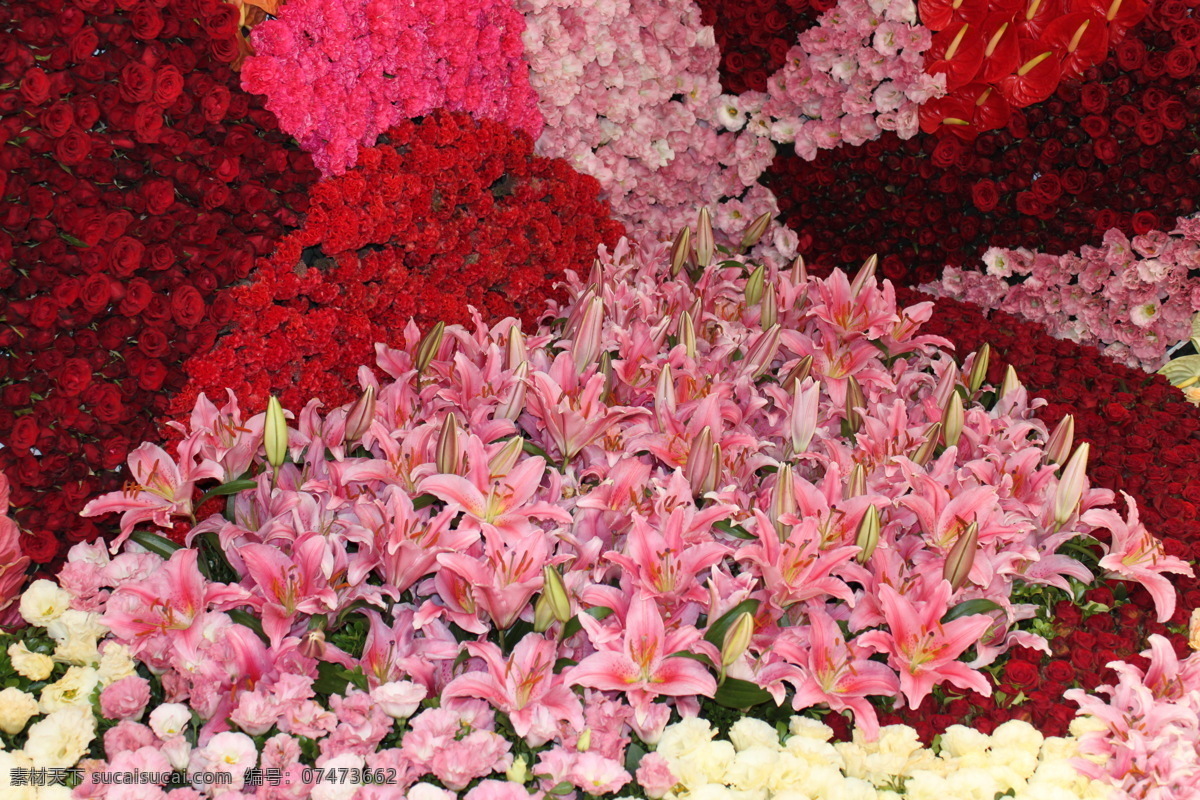 花卉 图 花卉礼品 花卉盆景图片 花卉摄影 美景图 花卉美图 花圃图 风景 生活 旅游餐饮