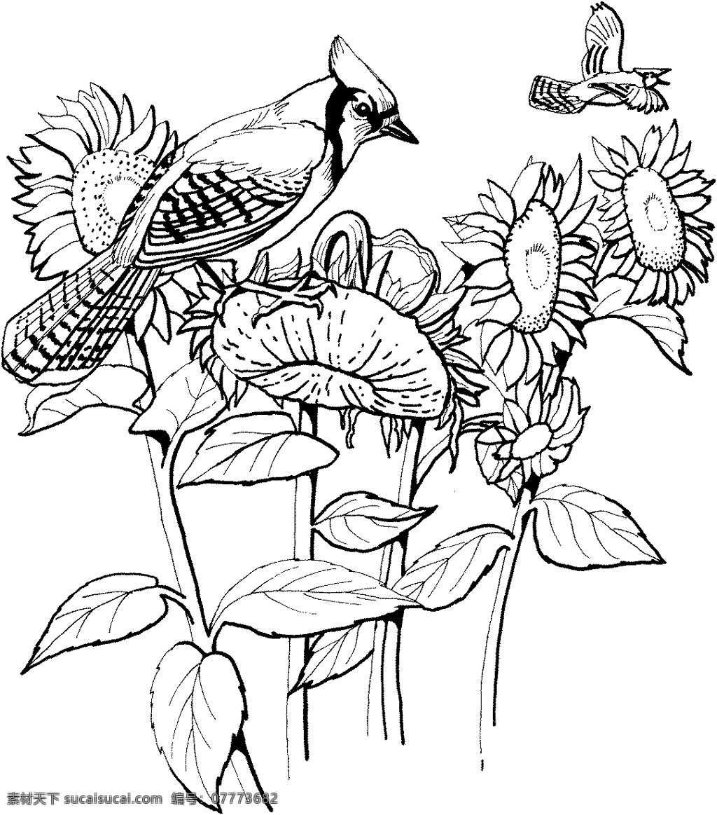 鸟类素描 动物素描 动物手绘画 设计素材 动物专辑 素描速写 书画美术 白色