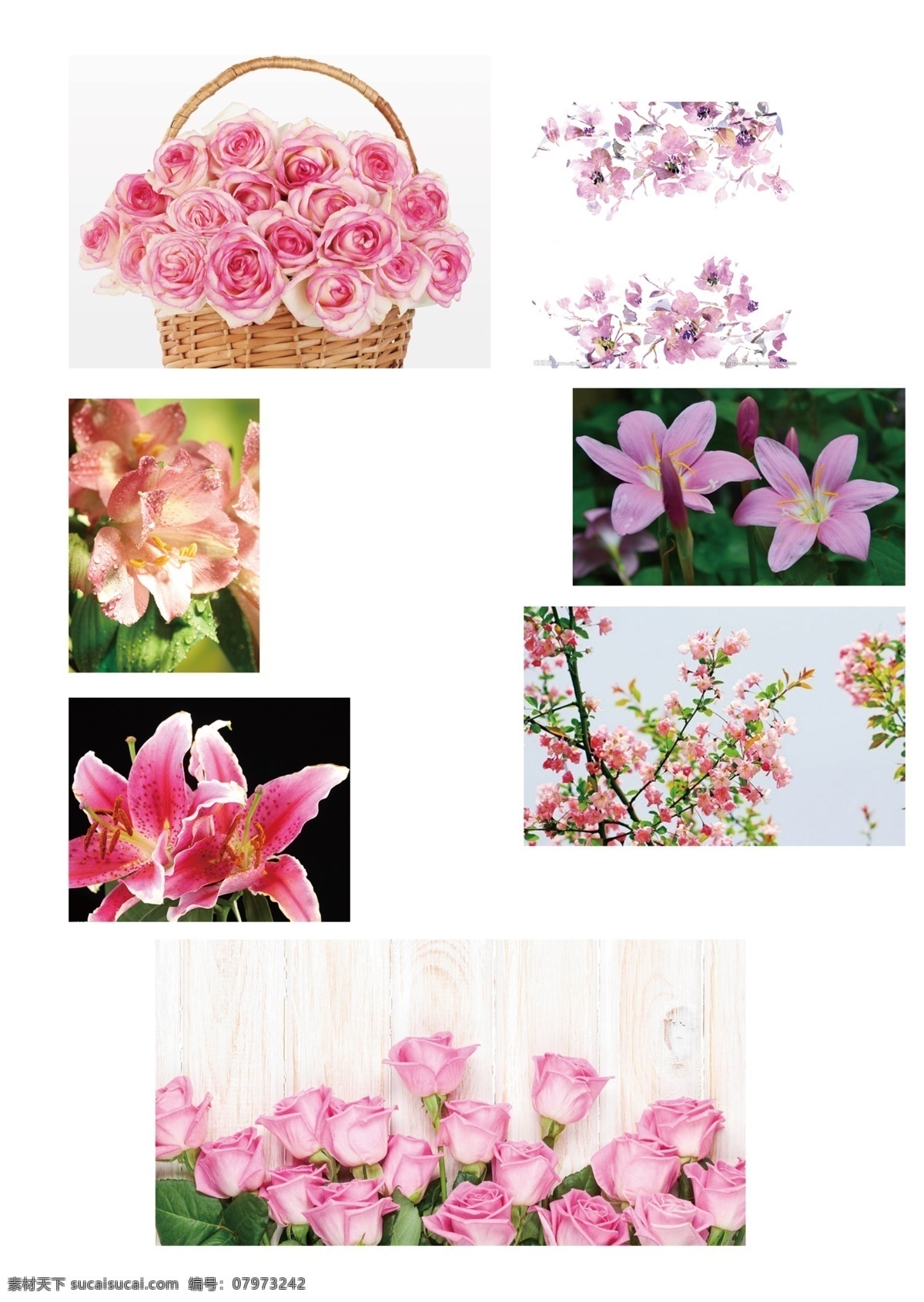 各种花类素材 花类各式素材 花类高清素材 花类位图高清 高清花类素材 标志图标 其他图标