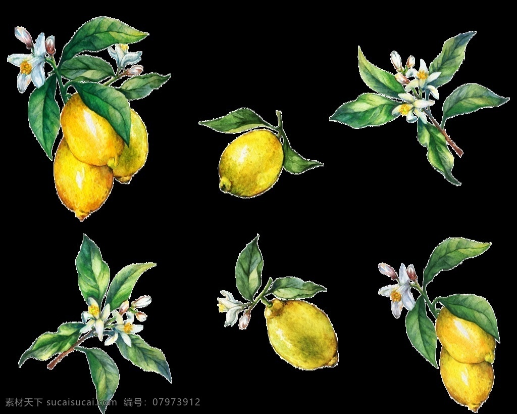 手绘柠檬图片 柠檬 手绘 水彩 柠檬花 花朵 水彩花