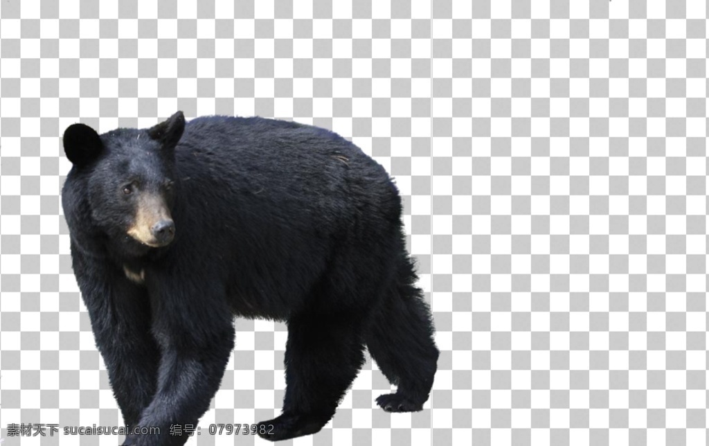 熊图片 熊 保护动物 珍稀动物 狗熊 动物世界 动物园 小黑熊 熊熊 黑熊海报 黑熊 棕熊 动物 快乐 棕色 可爱 猛兽 打斗 玩耍 食肉动物 兄弟 灰熊白熊 白熊 大熊 可爱的小熊 透明底 免抠图 分层图 分层