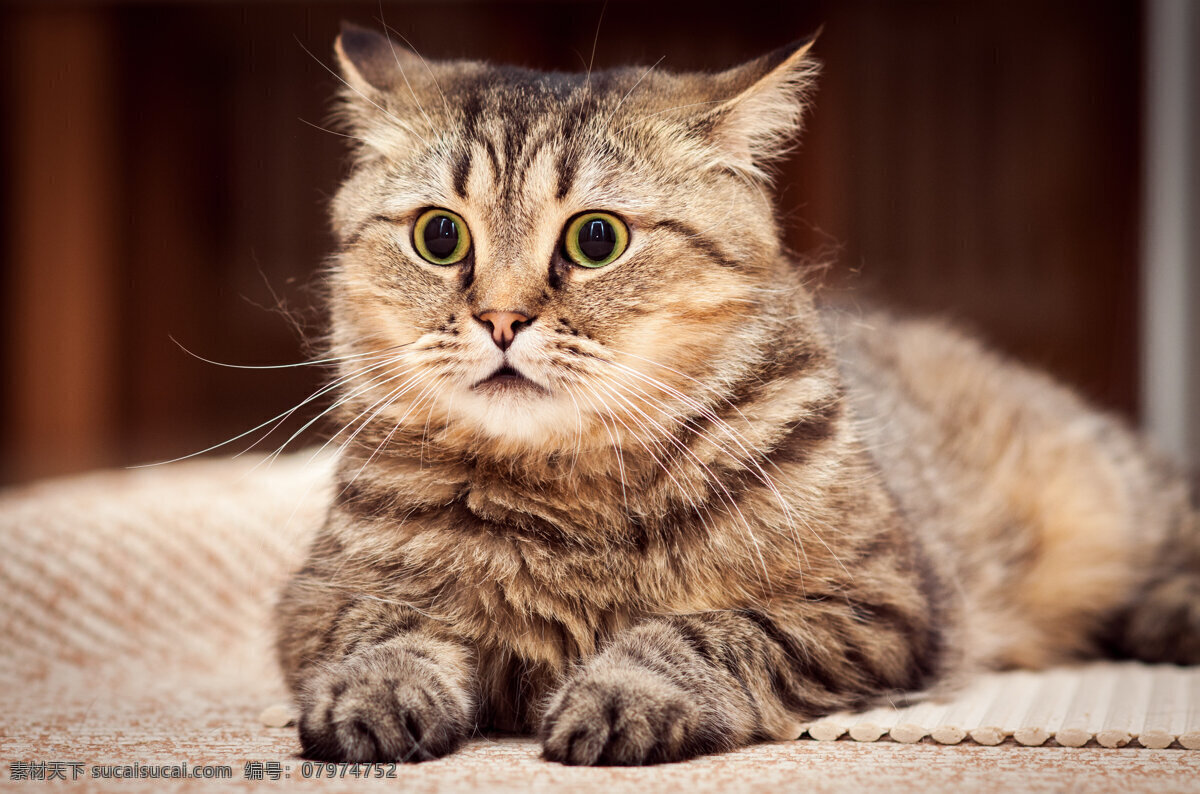 好奇的小猫 猫咪 小猫 宠物 猫科动物 野生动物 动物世界 陆地动物 动物摄影 生物世界 黑色