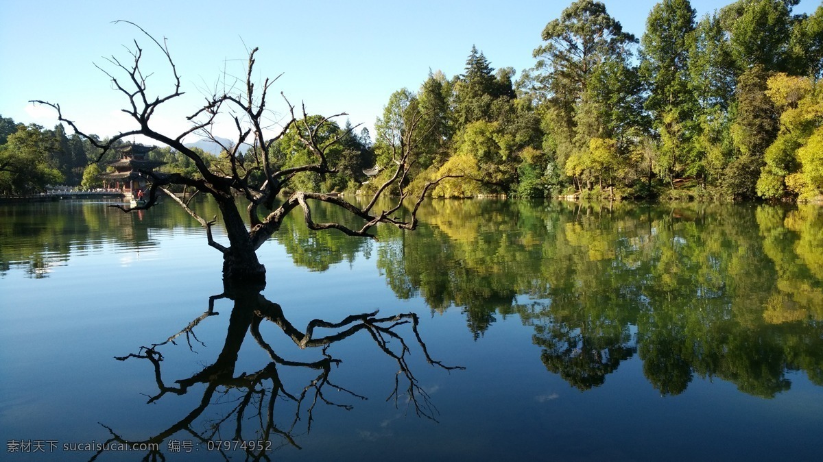 丽江 湖水 老树 倒影 人工湖 背景 旅游摄影 自然风景