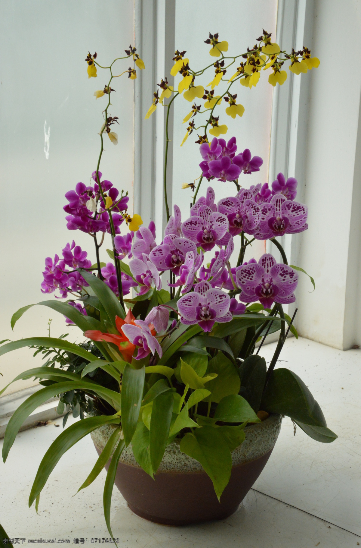 蝴蝶兰 蝶兰 花朵 花儿 植物 兰科 鲜花 花卉 盆栽 花草 园艺 园林景观 绿化景观 蝴蝶兰兰花 生物世界