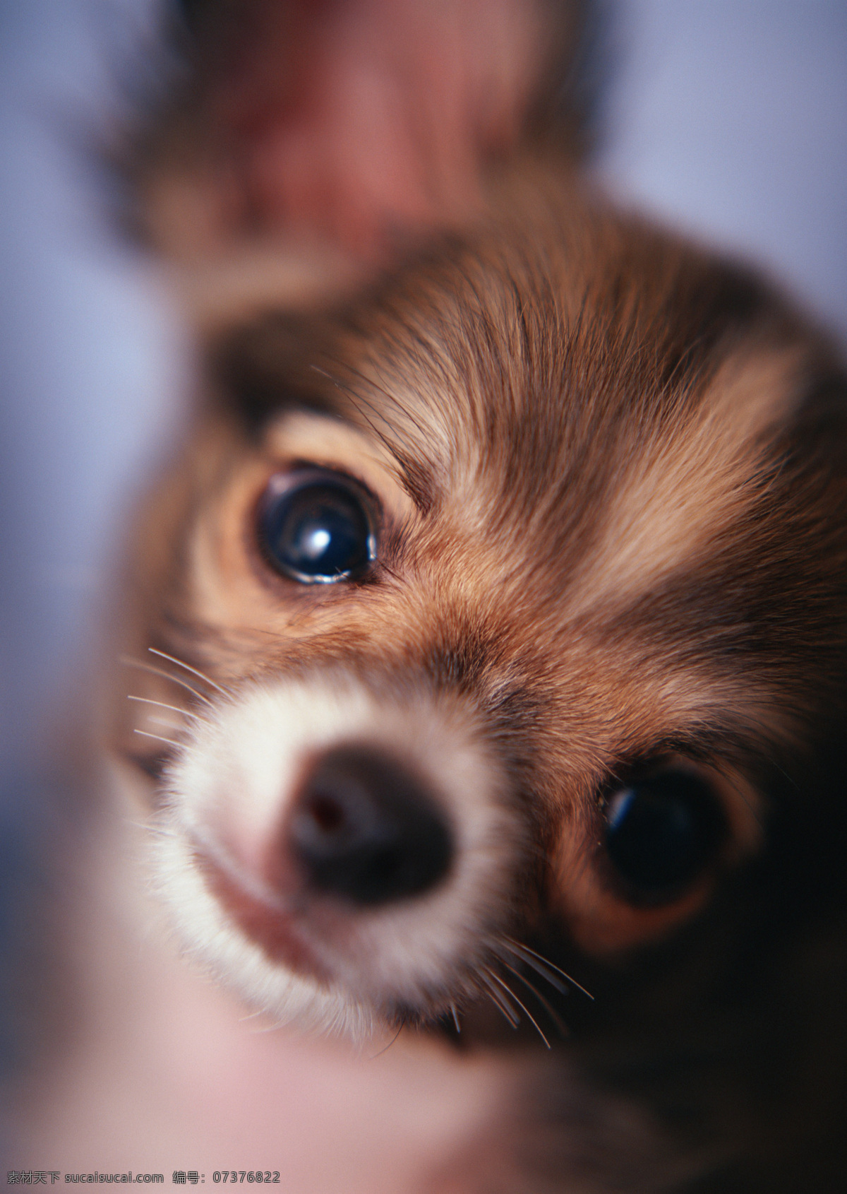 吉娃娃 吉娃娃犬 芝娃娃 小狗 狗 狗狗 犬 宠物 宠物狗 灰黑色 吉 娃娃 脸部 特写 家禽家畜 生物世界