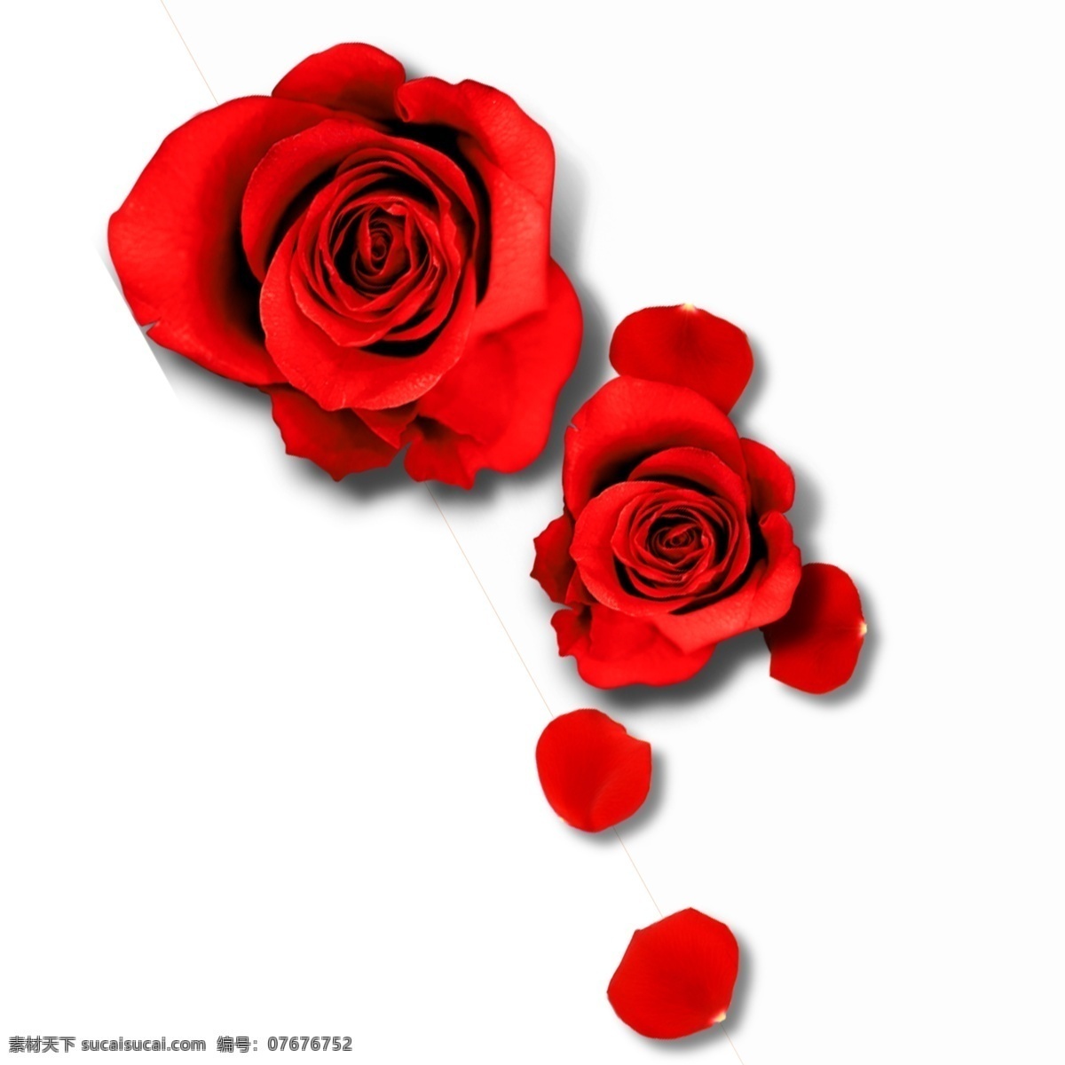红色 花朵 玫瑰 红花 花瓣 写实 渐变