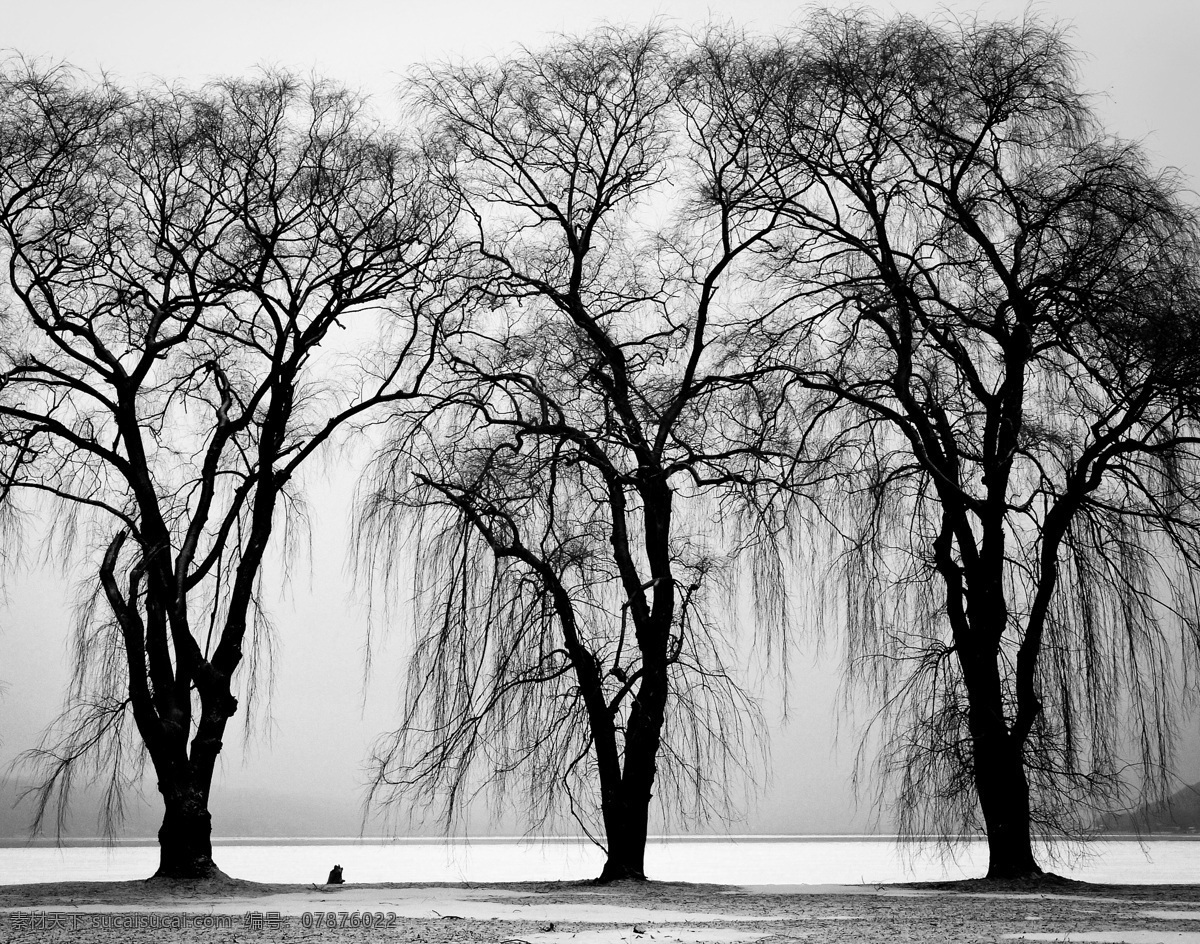 冬天大树 冬天 大树 秋天 冬季 无叶 树枝 黑白 摄影图片 生物世界 树木树叶