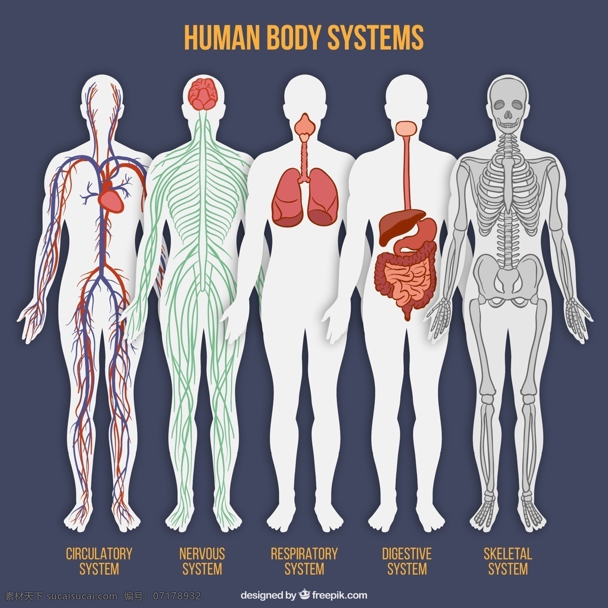 款 彩绘 人体 系统 平面图 矢量 器官 消化系统 神经系统 呼吸系统 循环系统 运动系统 骨骼 大脑 心脏 肺部 血管 神经 肠胃 人体系统 矢量图