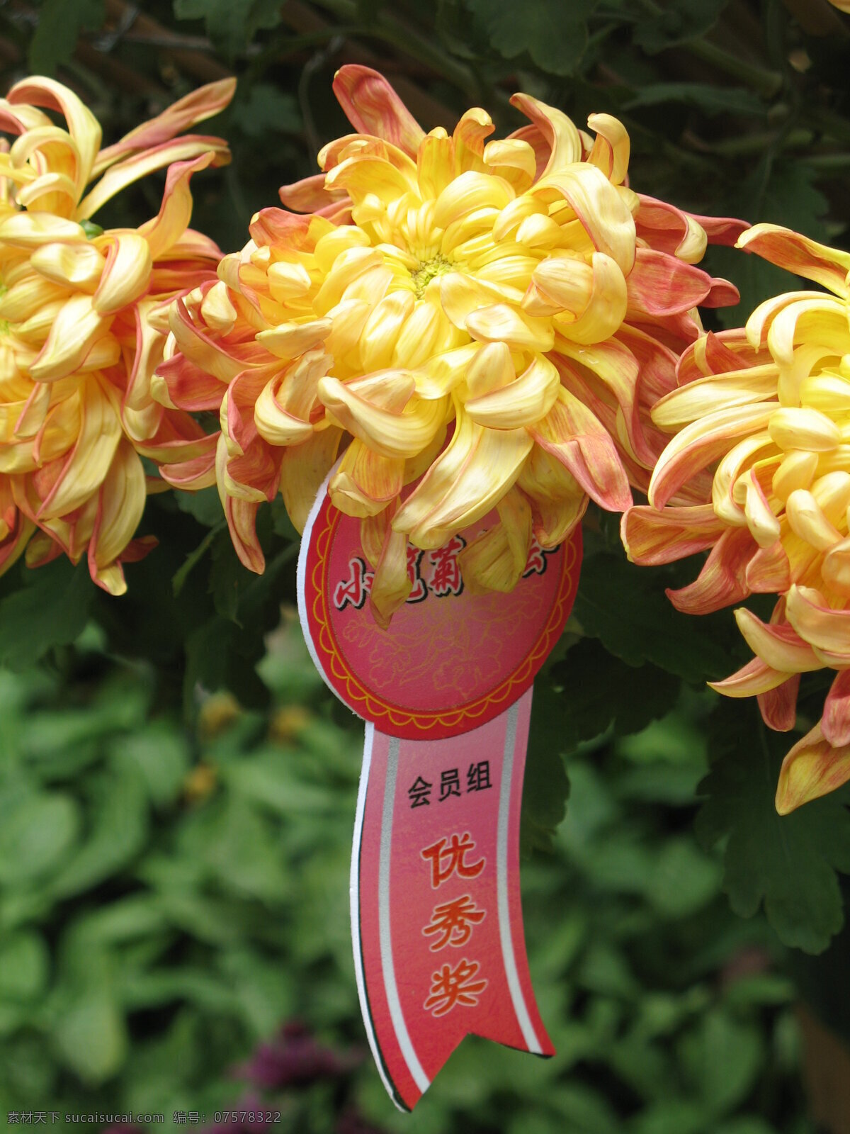黄色菊花 菊花展览 菊展 菊花 花 旅游 花艺 黑色