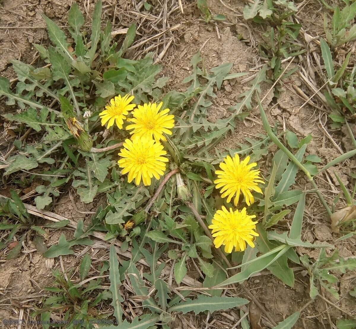 蒲公英 蒲公英花 河堤上蒲公英 春天蒲公英 野生蒲公英 拍照 生物世界 花草