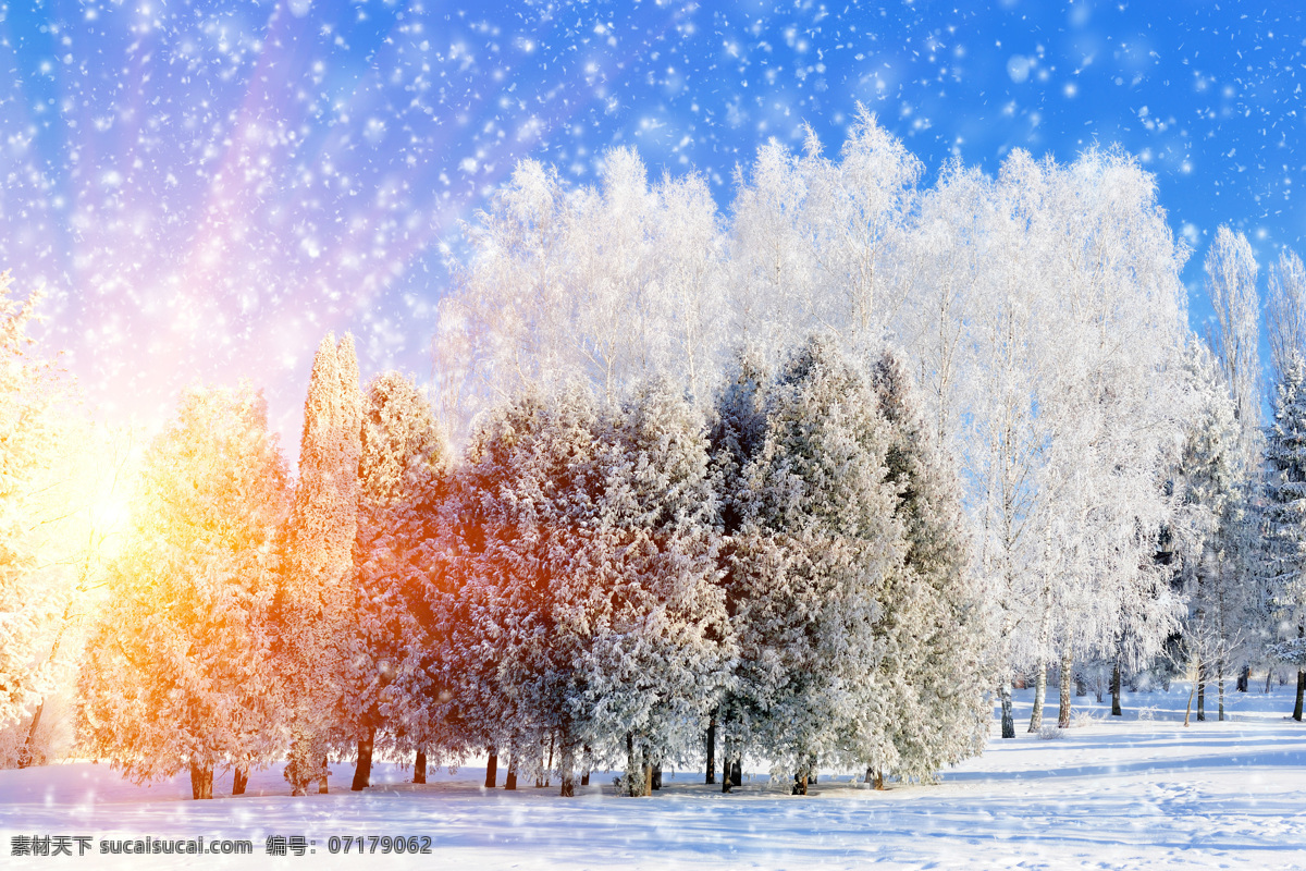 雪 中 美丽 树木 雪地 白雪 美丽的树木 蓝天 雪景 美景 山水风景 风景图片