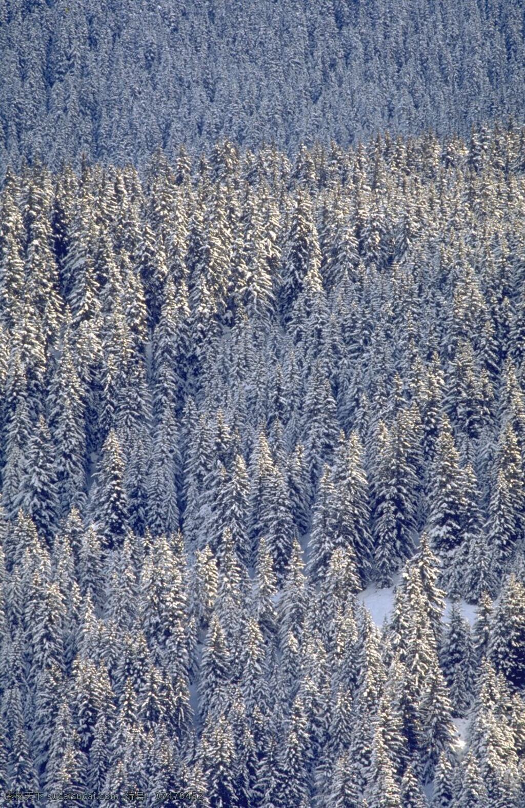 冬林免费下载 冬天 雪 松林 风景 生活 旅游餐饮