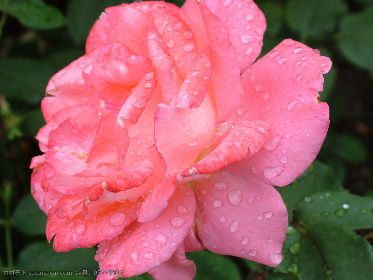 粉色 月季花 粉月季 粉色月季 粉色花朵 花朵