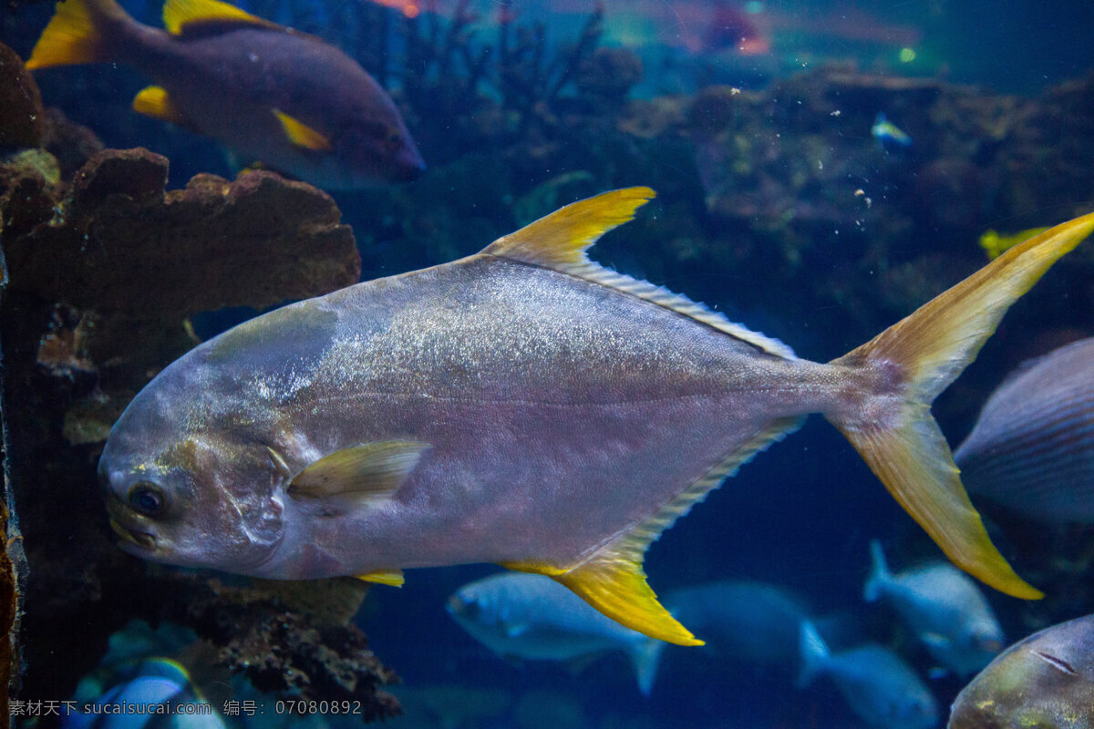 北京 海底 海洋 海洋生物 旅游 旅游景点 鲨鱼 北京海洋馆 主题乐园 现代建筑 鱼类 生物世界