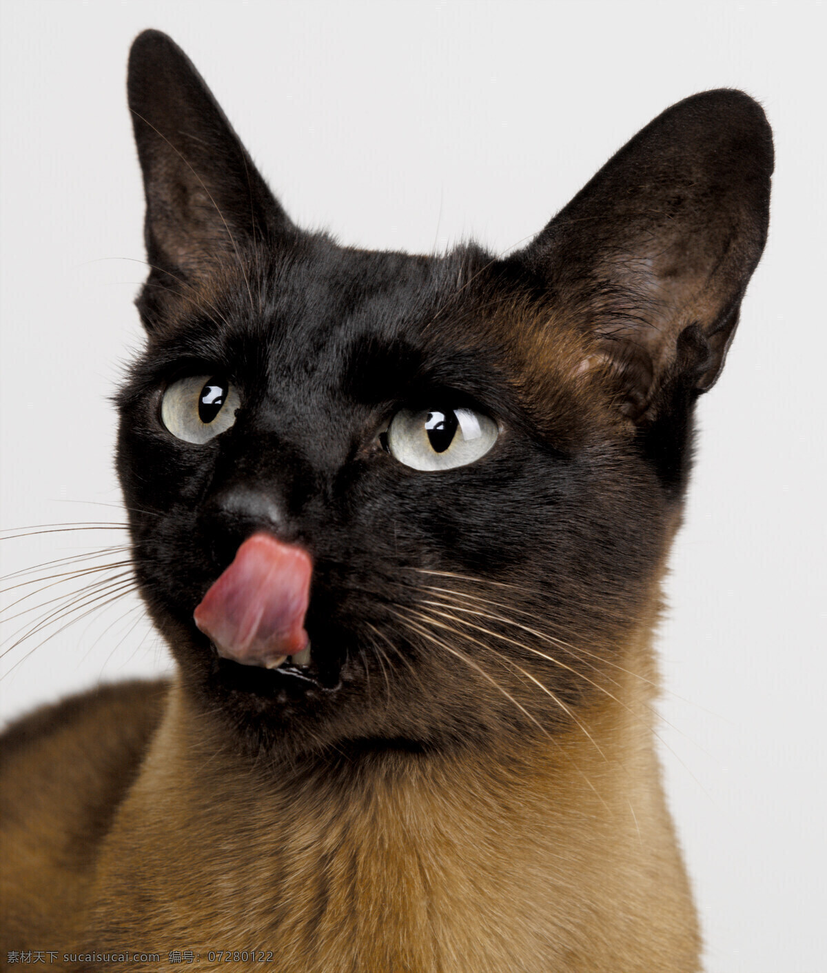 猫咪图片素材 小猫 可爱 猫咪 萌 宠物猫 动物世界 猫咪图片 生物世界