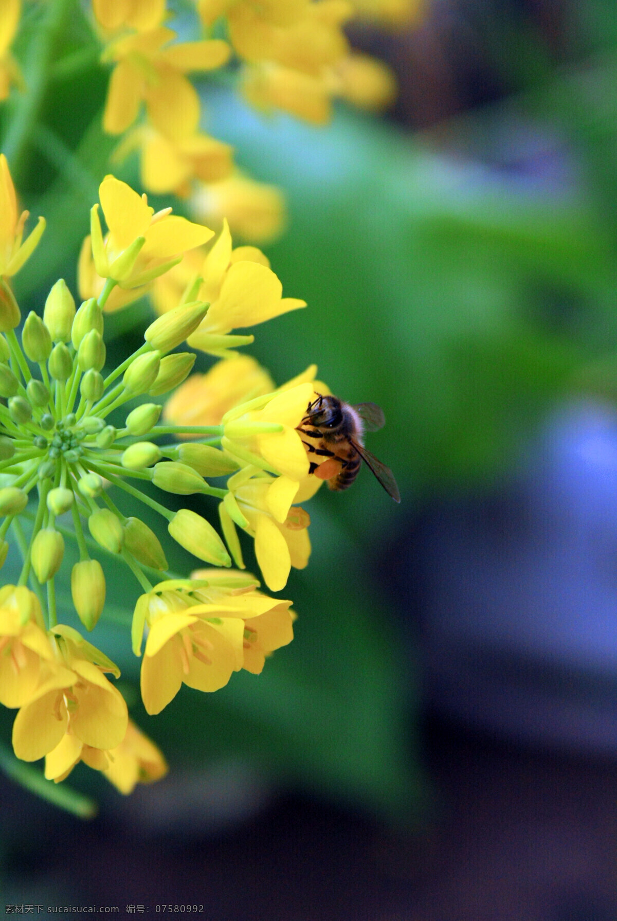 黄花开蜜蜂绕 油菜花 蜜蜂 景深 盛开 田野 花草 生物世界