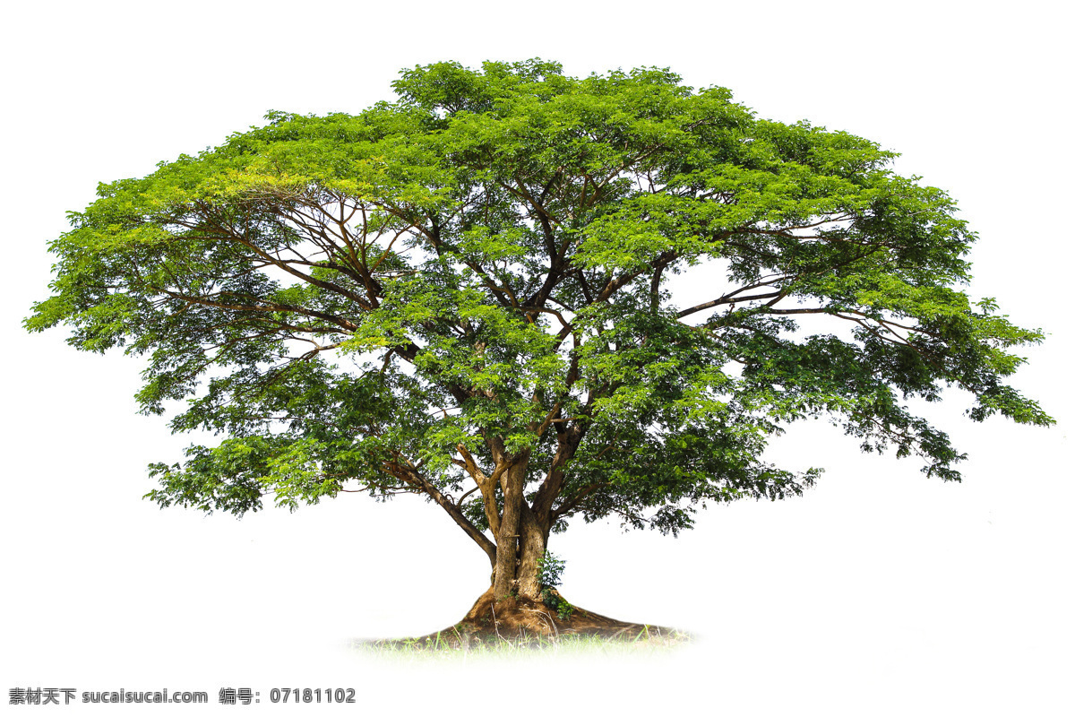 棵 大树 古树 绿树 树木 树林 绿叶 叶子 树枝 花草树木 生物世界