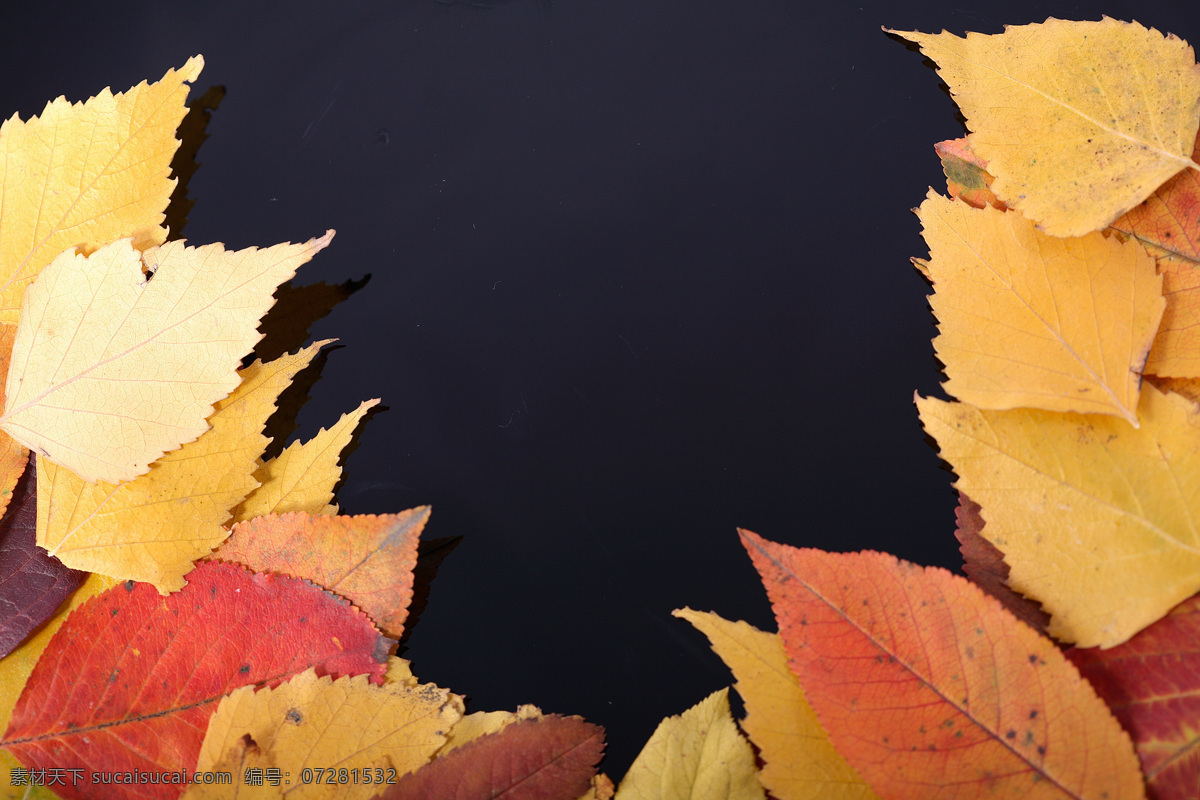 斑点 秋天 落叶 秋天落叶 叶子 叶片 秋天主题 美丽自然风景 花草树木 生物世界
