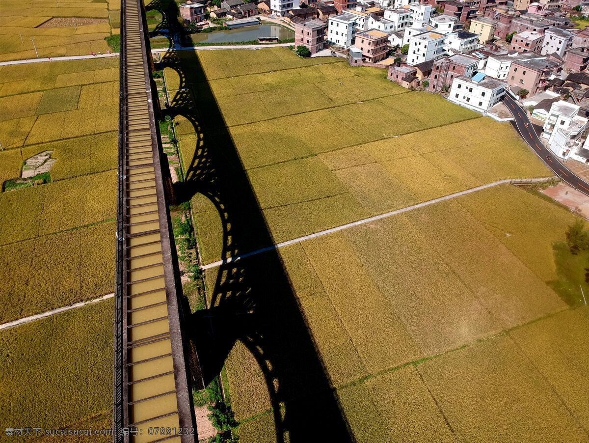 金灿灿 稻田 金灿灿的稻田 水稻 丰收 稻谷 田野 稻穗 田野风光 田园风光 金黄色 希望的田野 金灿灿稻田 现代农业 示范区 观光农业 自然景观