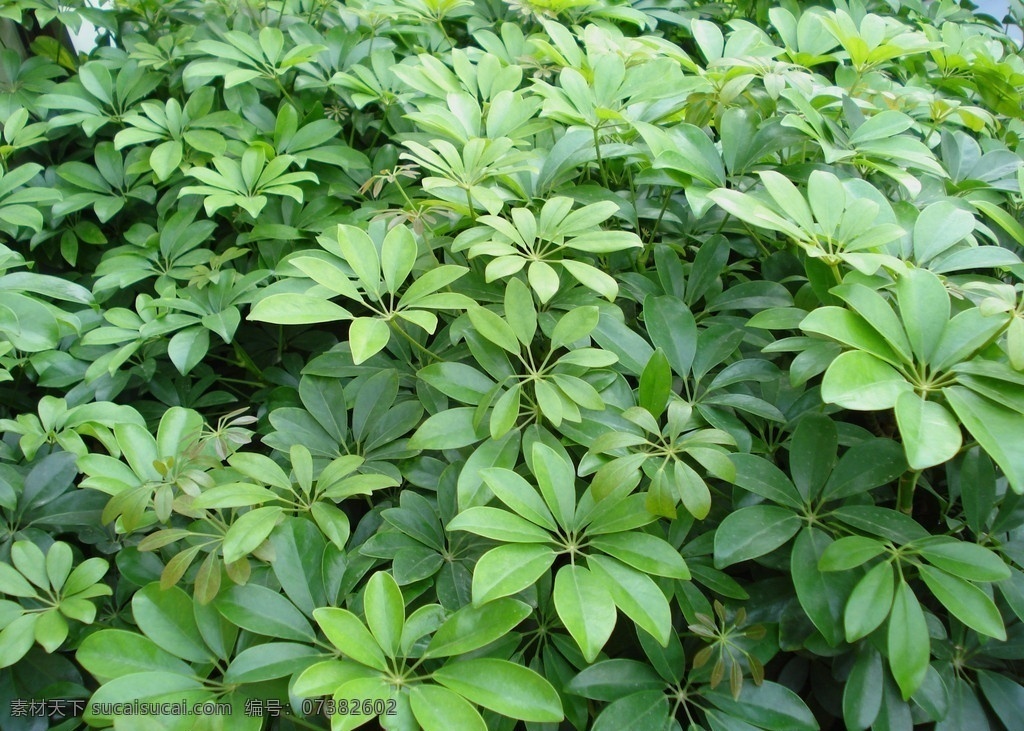 鹅掌柴 生物 植物 花草 树木 树叶 观赏 园艺 绿化 鸭脚木 伞树 树木树叶 生物世界